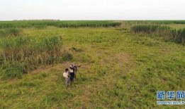 2017青草在线观看,年度热门影视盛宴回顾